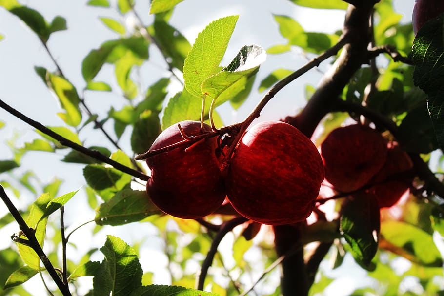 apples, fruit, tree, growing, food, healthy, organic, natural HD wallpaper