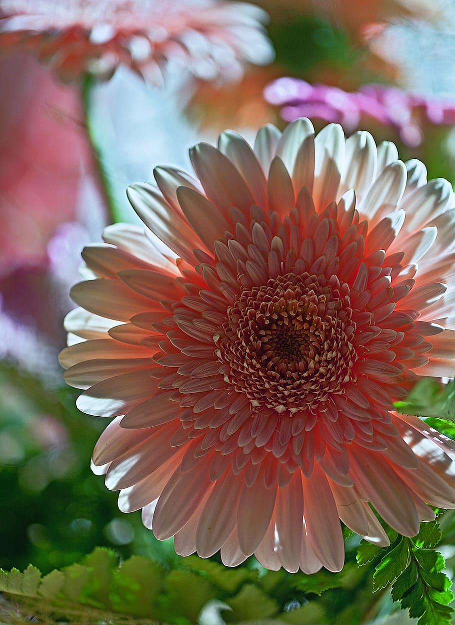 gerbera, flower, plant, flora, nature, cut flower, decorative flower HD wallpaper