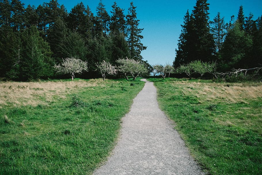 gray concrete narrow road photo, nature, tree, landscape, footpath HD wallpaper