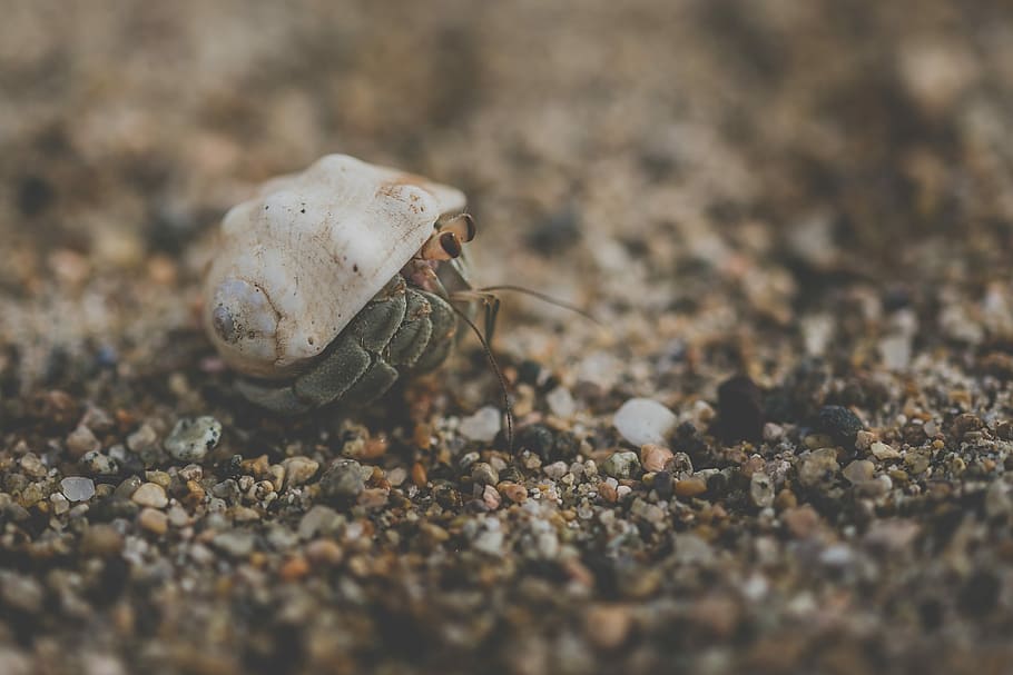 white hermit on pebbles, shell, sand, crab, beach, stones, hermit crab HD wallpaper