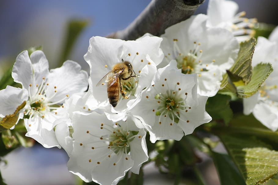 honeybee, cherry, blossom, pollination, insect, flower, flowering plant HD wallpaper