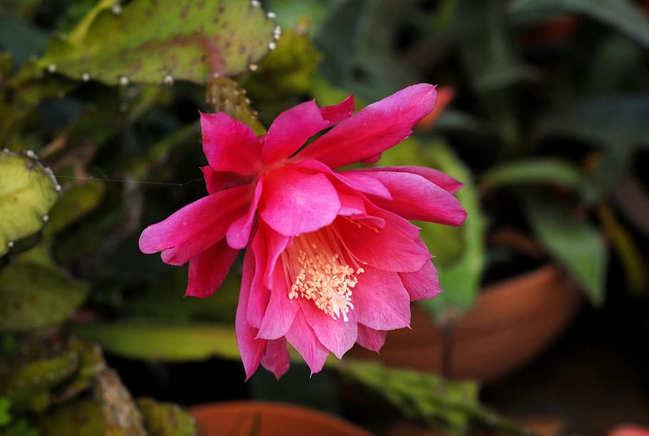 cactus, flower, developed, flowering plant, beauty in nature HD wallpaper