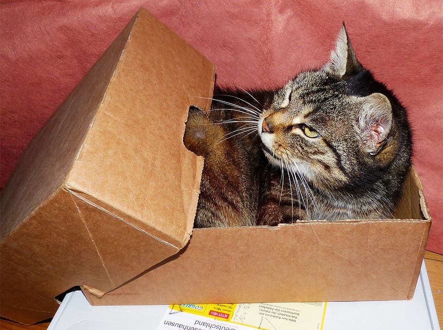 gray and brown tabby cat in box, Tiger, Pet, Animal, mieze HD wallpaper