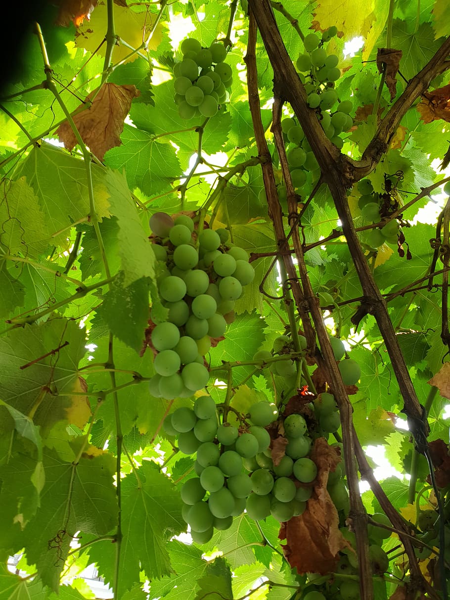 grapes, plants, average, food and drink, healthy eating, growth HD wallpaper