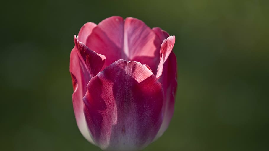 tulip, flower, floral, spring, nature, colorful, blooming, garden HD wallpaper