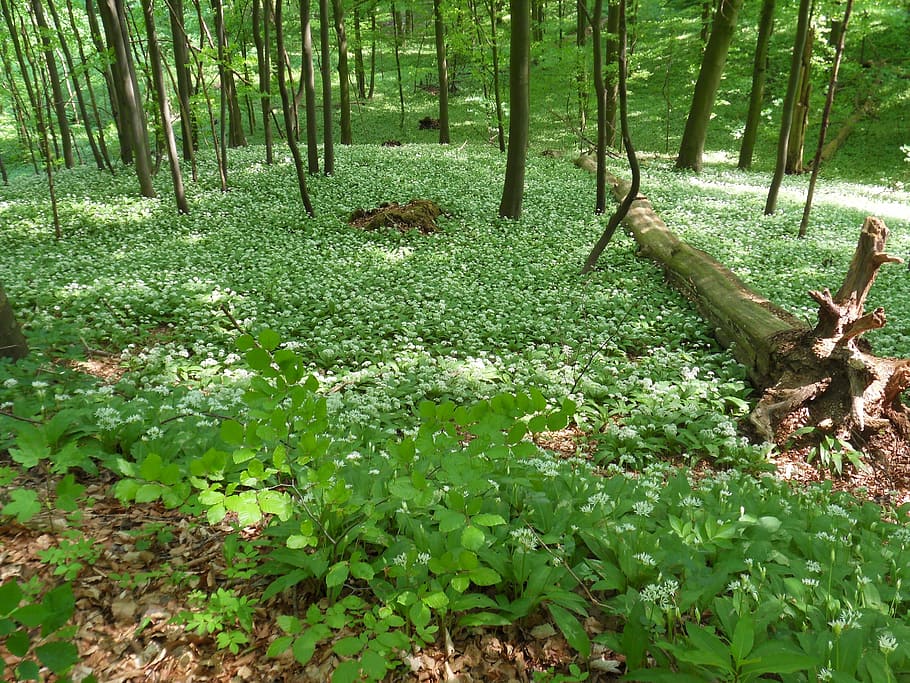 spring, forest, wild garlic, green, nature, tree, leaf, outdoors HD wallpaper