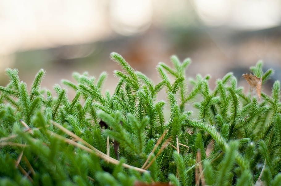 forest, nature, moss, green color, growth, plant, close-up HD wallpaper