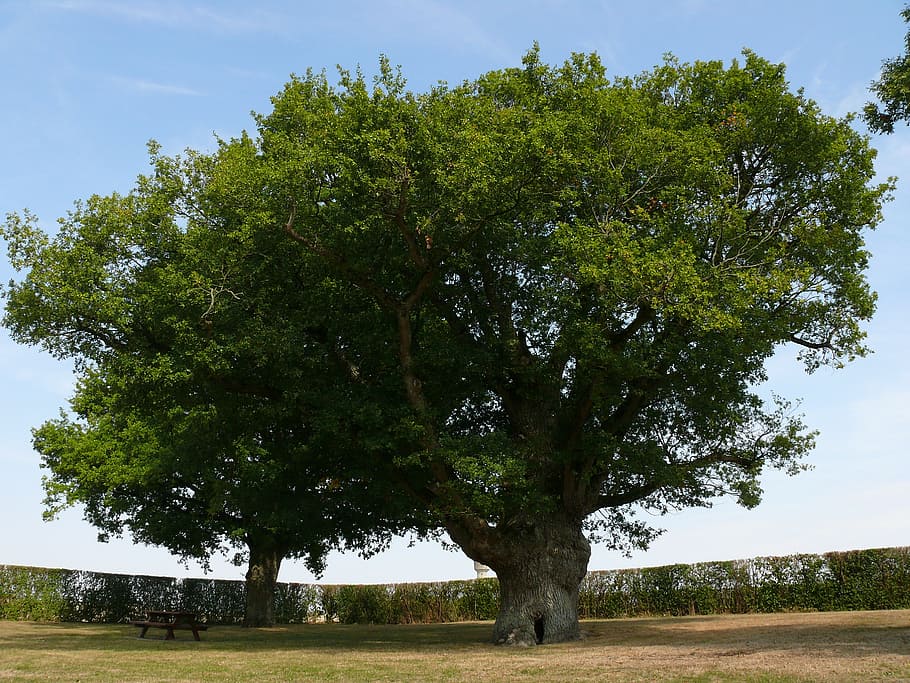 big oak, tree, summer, plant, green color, growth, field, beauty in nature HD wallpaper