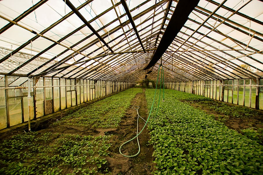 greenhouse interior, photography of grown plant, glasshouse, plant nursery