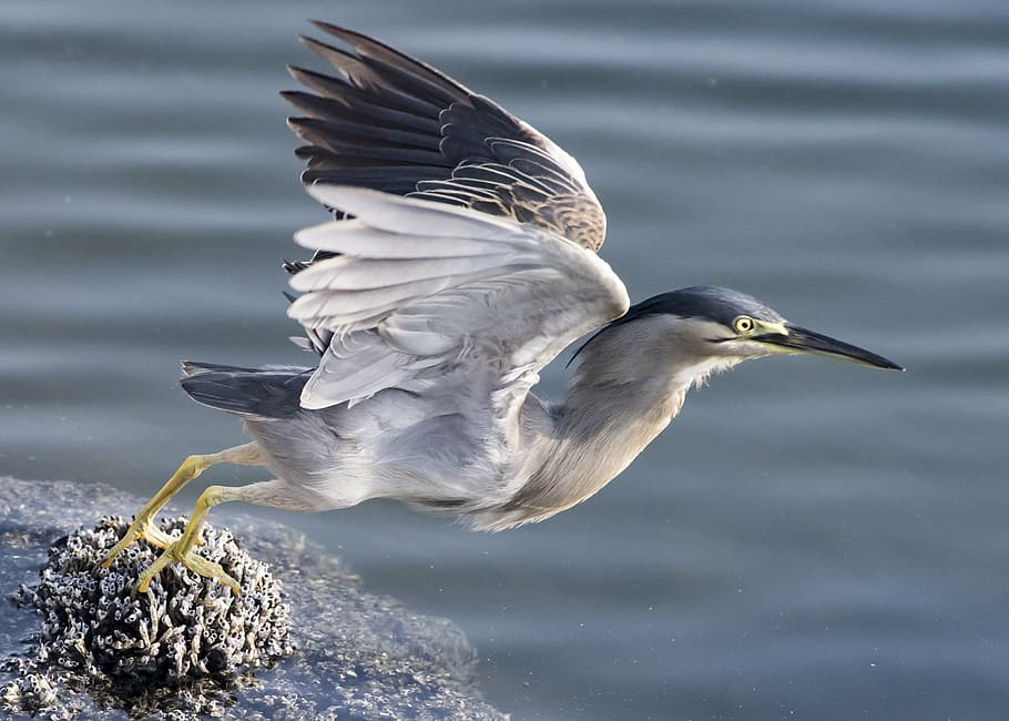 white and gray bird during daytime, taking off, heron, nature, HD wallpaper