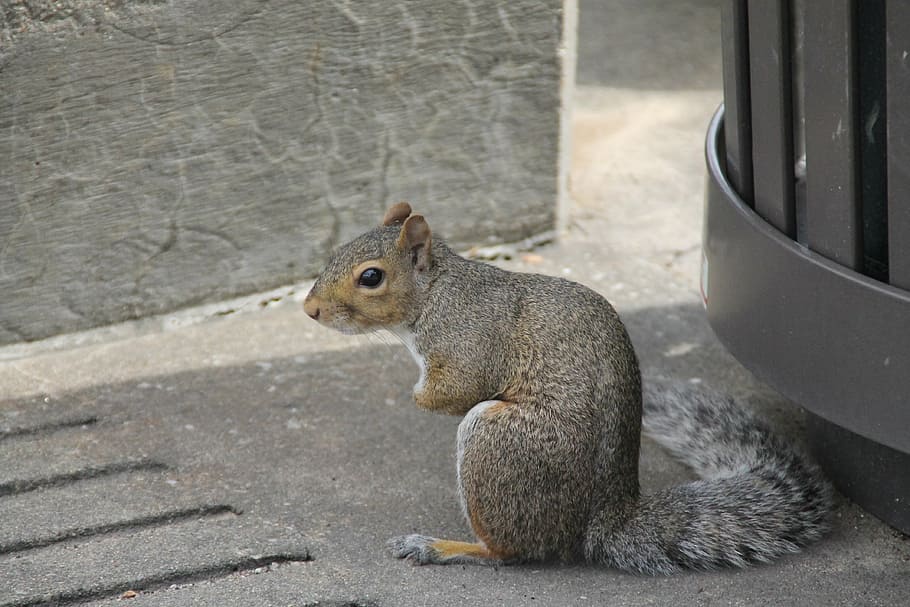 squirrel, hunched, sitting, cute, bushy, tail, animal, rodent HD wallpaper