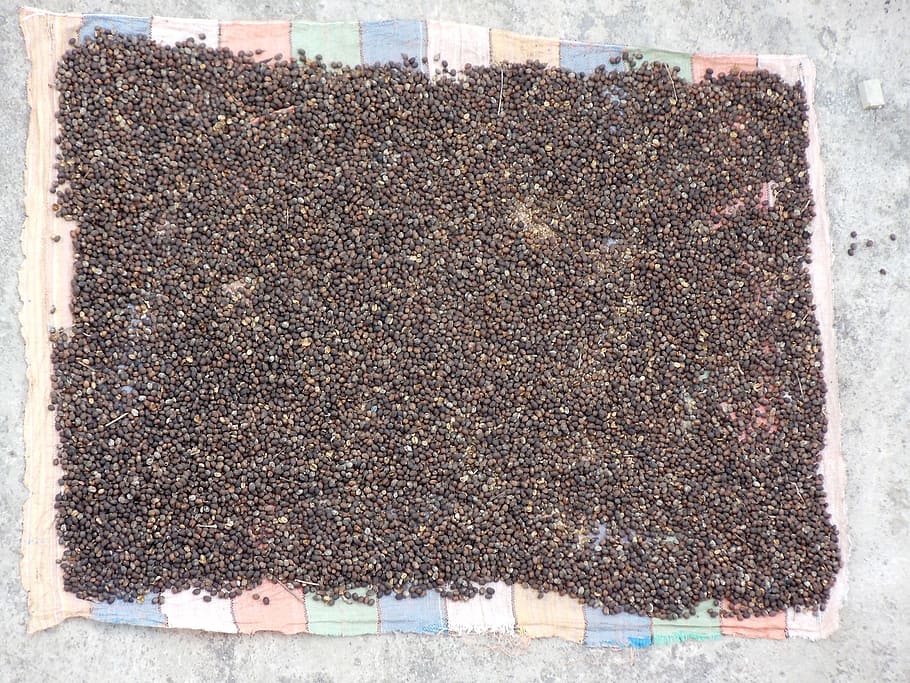 coffee, beans, harvest, wild, dry, galapagos, ecuador, no people HD wallpaper