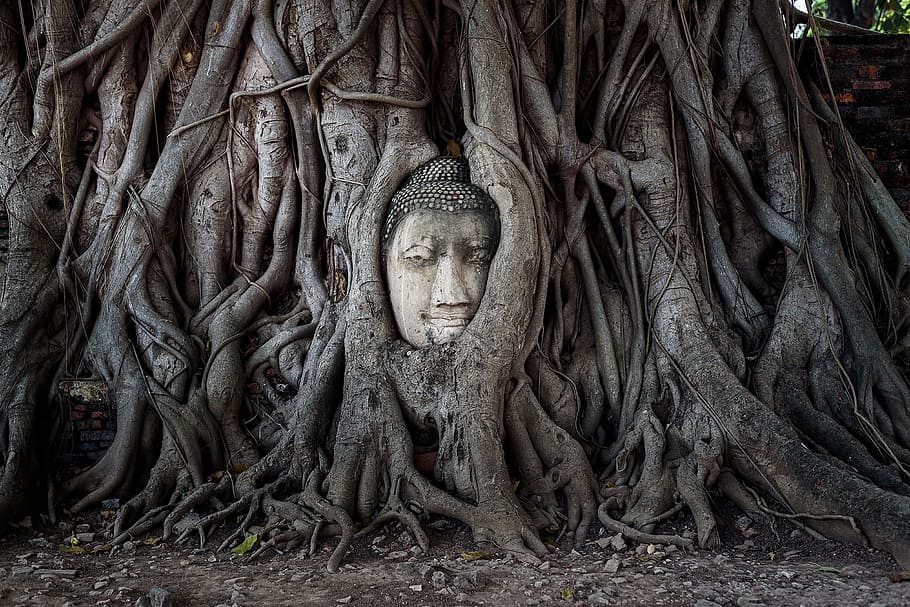 gray Buddha head bust in brown wooden tree, thailand, asia, mandalay, HD wallpaper