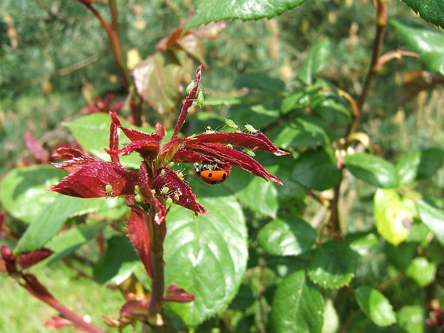 aphid, aphids, ladybug, meals, plant, growth, leaf, plant part HD wallpaper