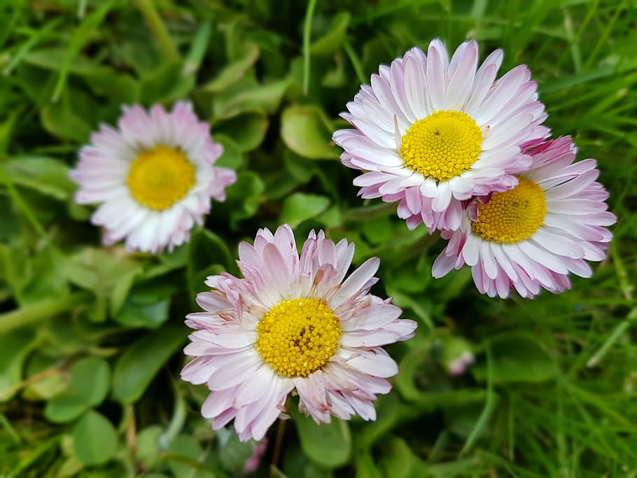 daisies, flowers, spring, meadow, flowering plant, fragility HD wallpaper