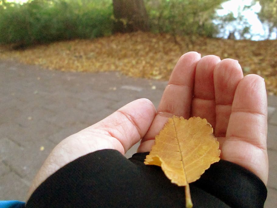 leaf, autumn, hand, beautiful, human body part, human hand HD wallpaper