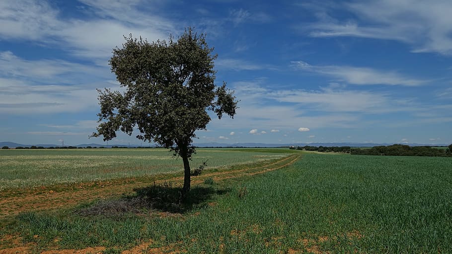 tree, sky, blue, green, nature, field, landscape, vision, plant HD wallpaper