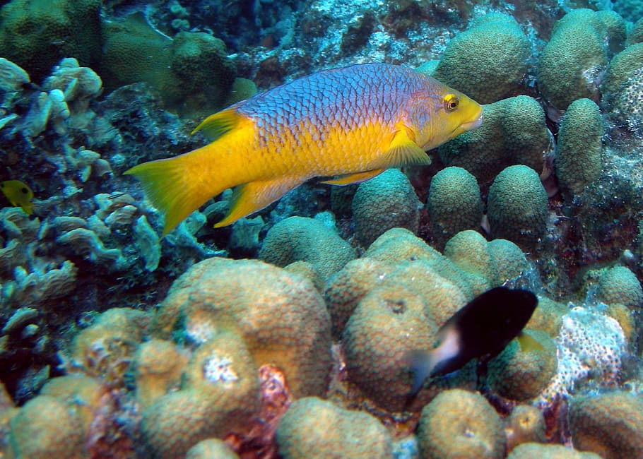 fish, scuba, ocean, sea, underwater, animal, animal themes HD wallpaper