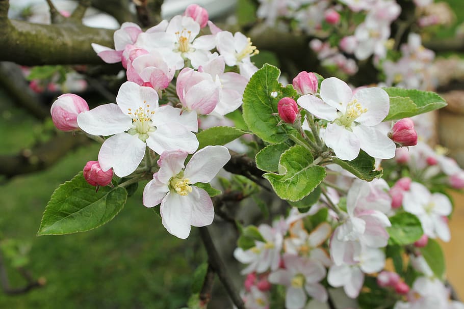 selective focus photography of orange blossom flowers, spring HD wallpaper
