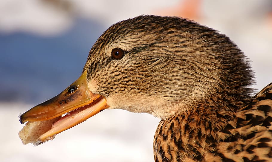 brown goose, duck, mallard, eat, bread, snow, winter, cold HD wallpaper