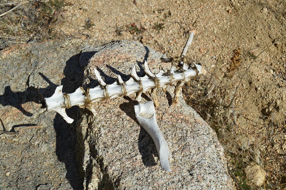 Desert, Skeleton, Fossil, animal, animal wildlife, one animal HD wallpaper