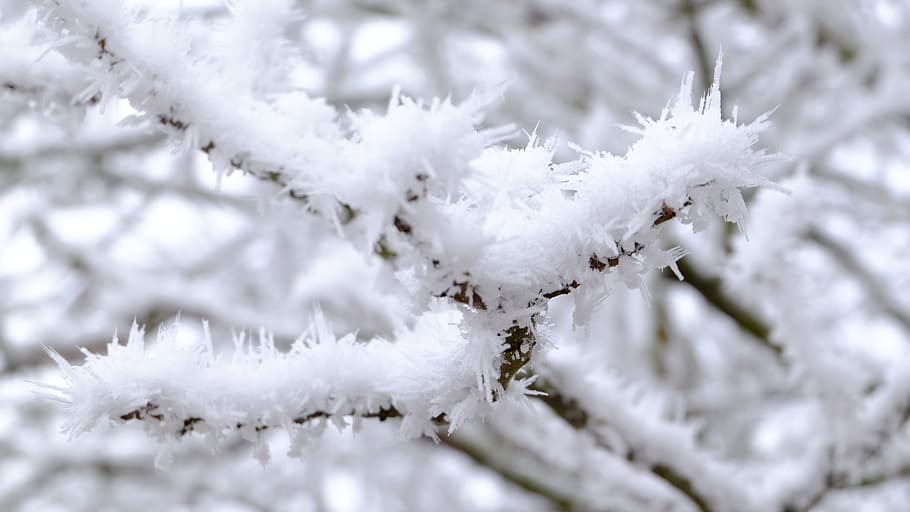 winter, frost, cold, winter magic, cold temperature, snow, white color HD wallpaper