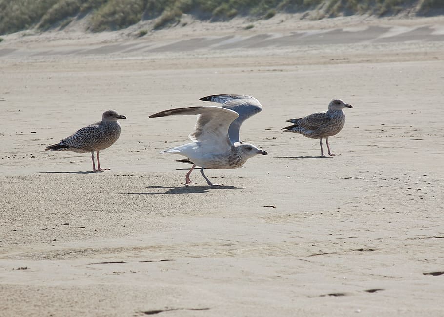 gulls, fly, escape, water, sea, sand, beach, bird, sky, water bird, HD wallpaper
