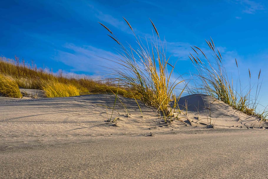 Dune, Wind, Sand, Landscape, Coast, natural, sky, blue, nature HD wallpaper