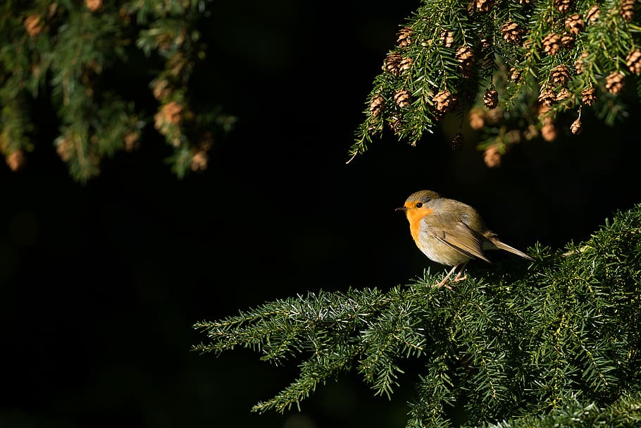 short-coat brown and orange bird on pine tree, yellow bird perched on tree HD wallpaper