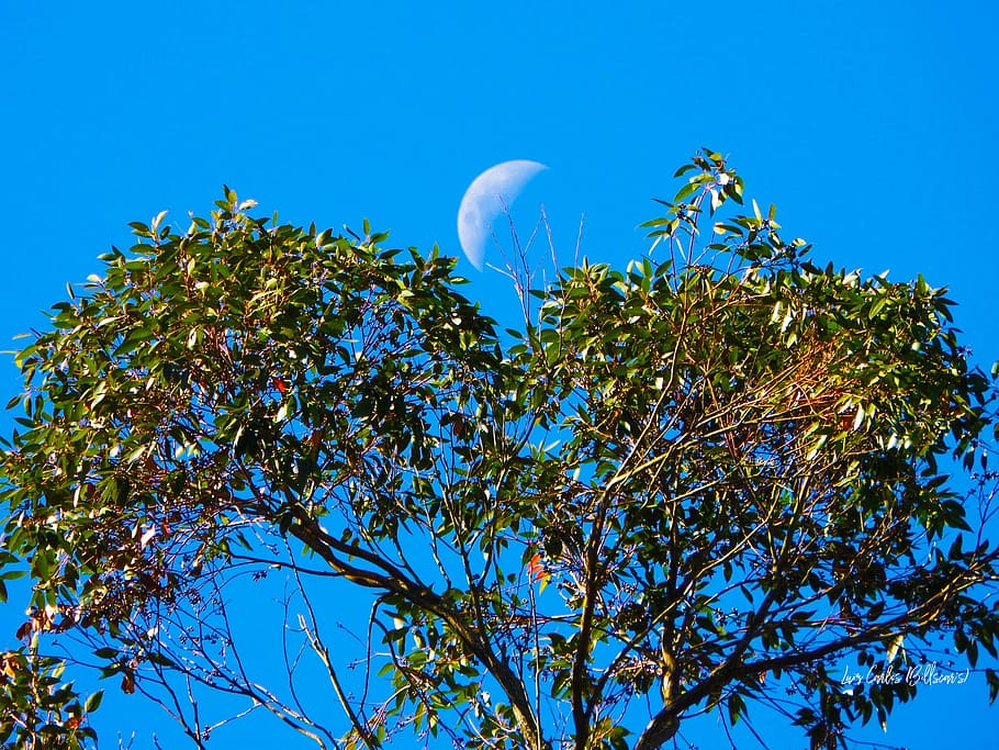 nature, tree, moon, blue, sky, low angle view, plant, clear sky HD wallpaper