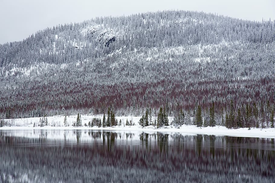 landscape photography of forest trees, gray, mountain, highland HD wallpaper
