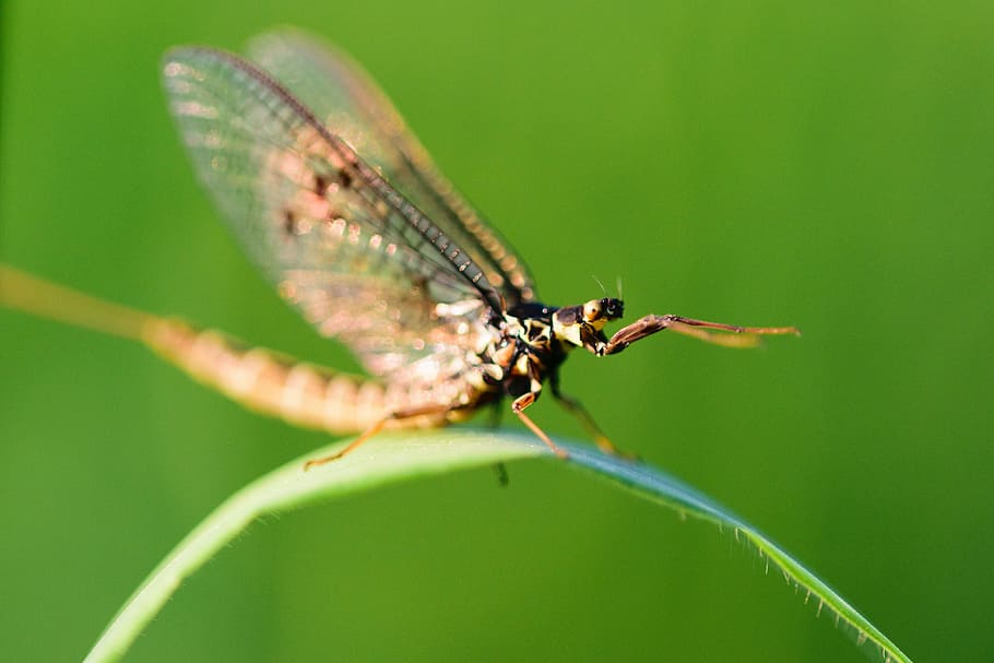 Insect, Dragonfly, Macro, Nature, bug, green, damselfly, wings HD wallpaper