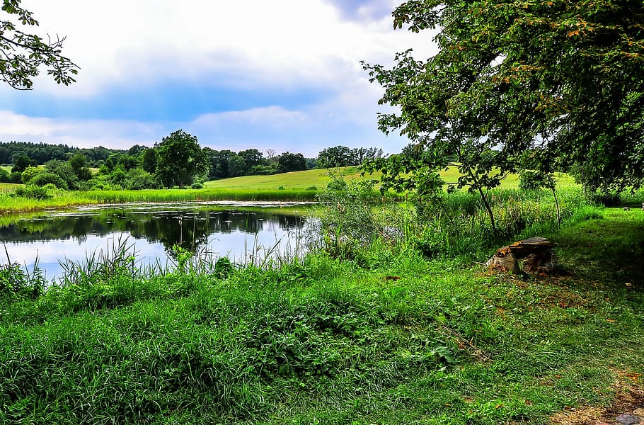 pools, pond, biotope, rest, nature, plant, tree, grass, green color HD wallpaper