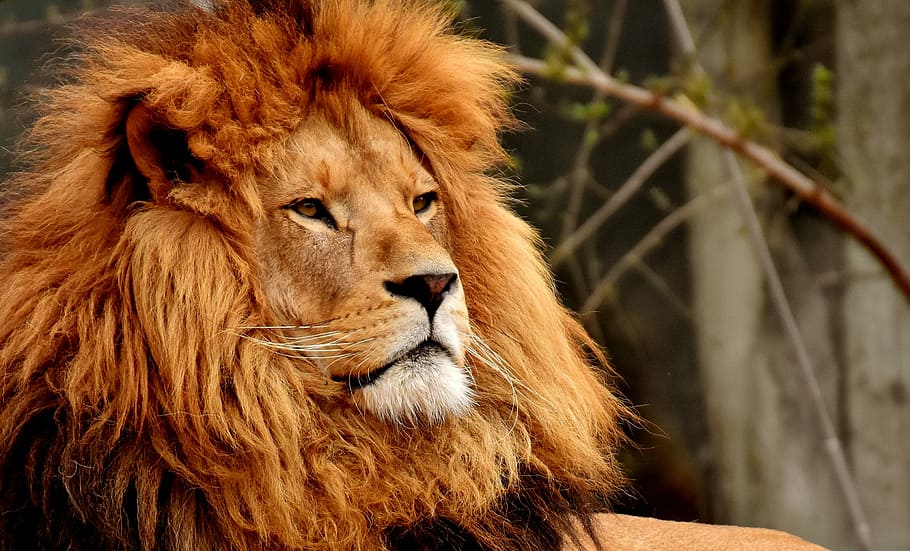 adult lion selective focus photography, predator, dangerous HD wallpaper
