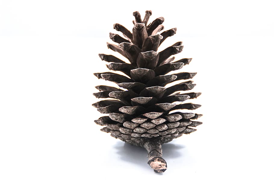gray pine corn, bread, white, image, pine Cone, fruit, nature HD wallpaper