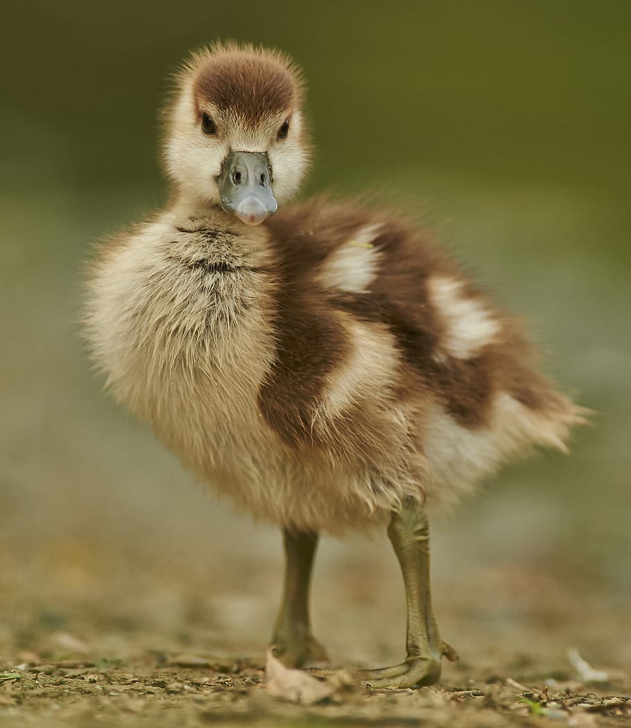 beige and brown duck chick, goose, young, feather, gaensekuecken HD wallpaper