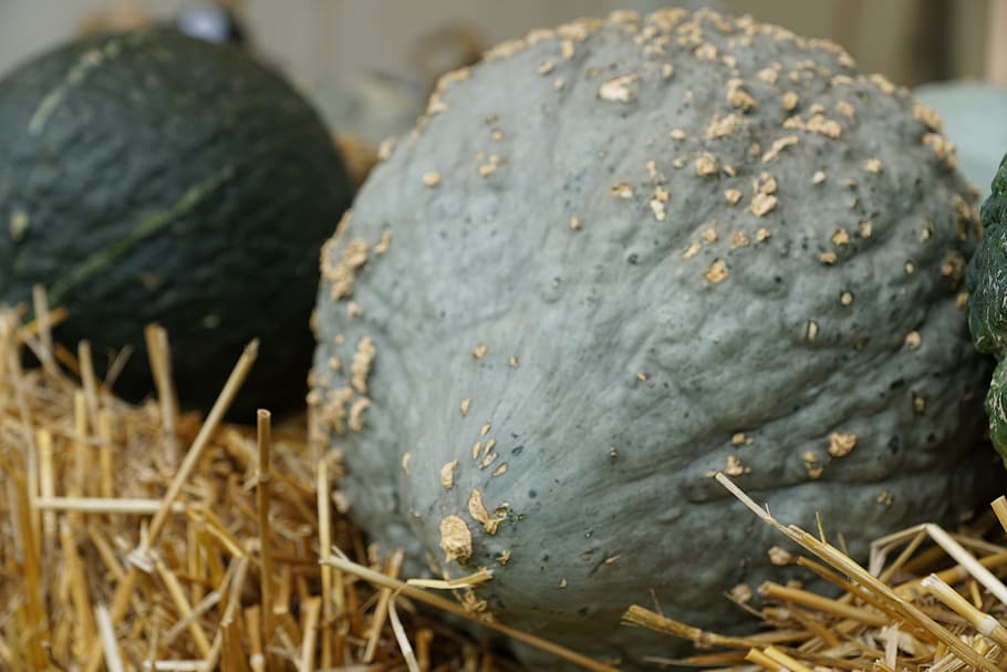 pumpkin, grey, hay, decorative, nature, harvest, green, food HD wallpaper
