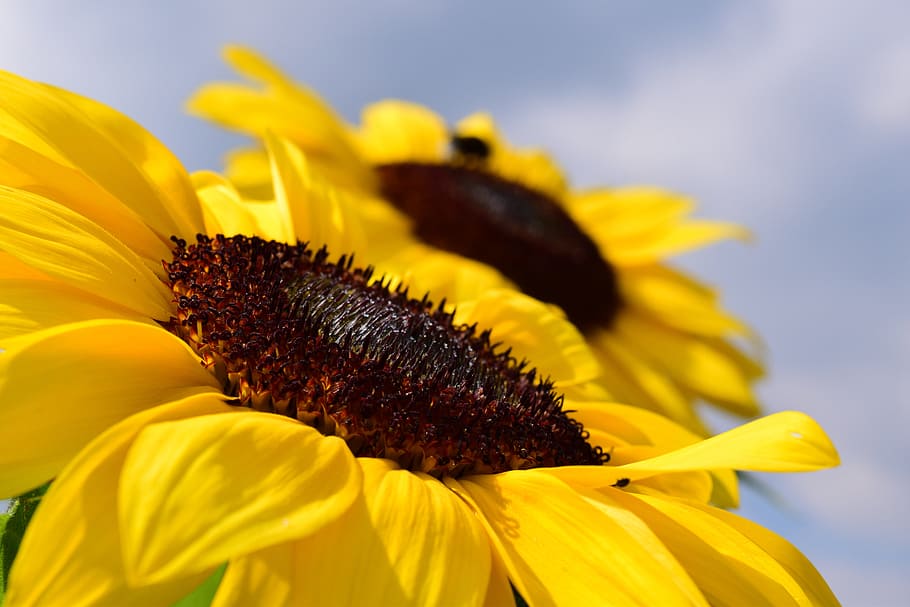 sunflower, sky, blue, summer, blue sky, close, yellow, nature HD wallpaper