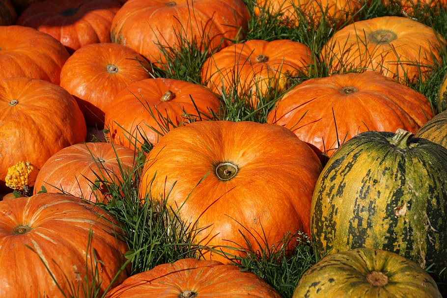 orange and green pumpkins on green grass field during daytime HD wallpaper