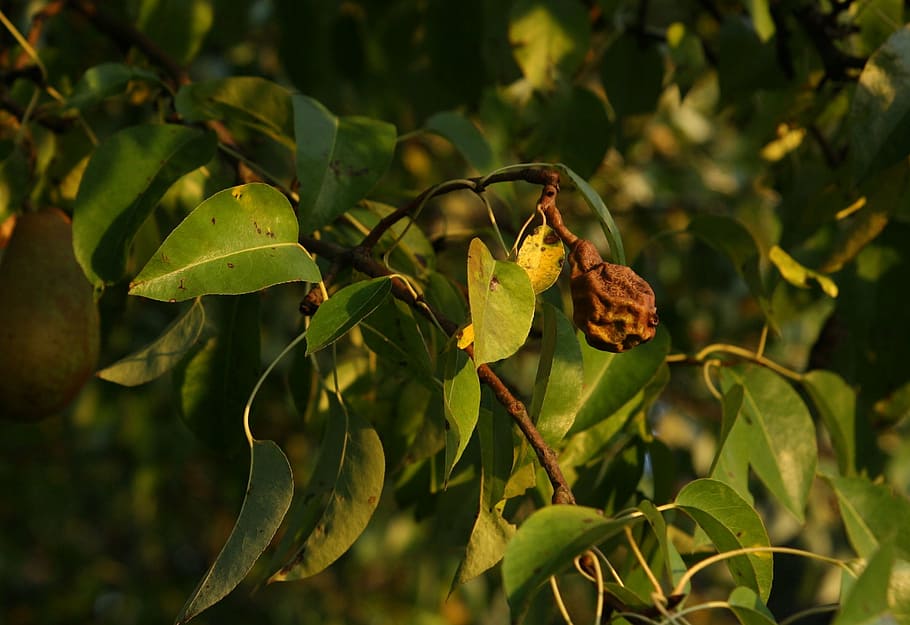 pear trees, rotten pear, leaf, plant part, growth, nature, green color HD wallpaper