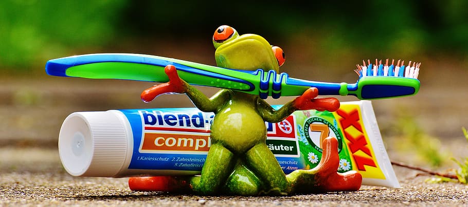 red-eyed frog holding toothbrush near toothpaste, brushing teeth
