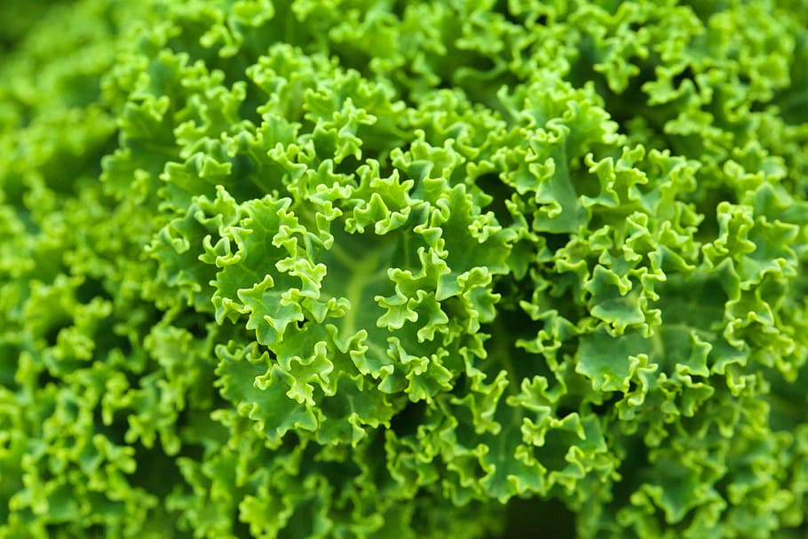 green leaf plant, cabbage, curly, detail, diet, food, fresh HD wallpaper