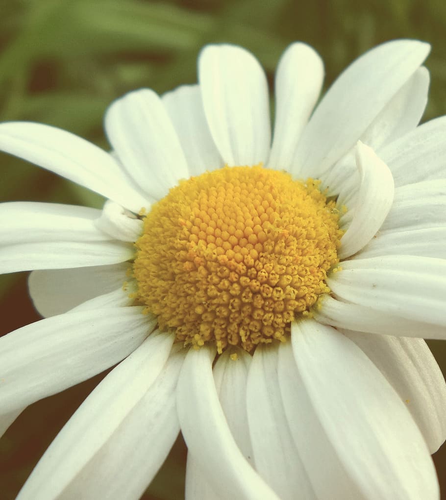 flower, magarite, daisy, garden, summer, leaves, white, green leaves HD wallpaper