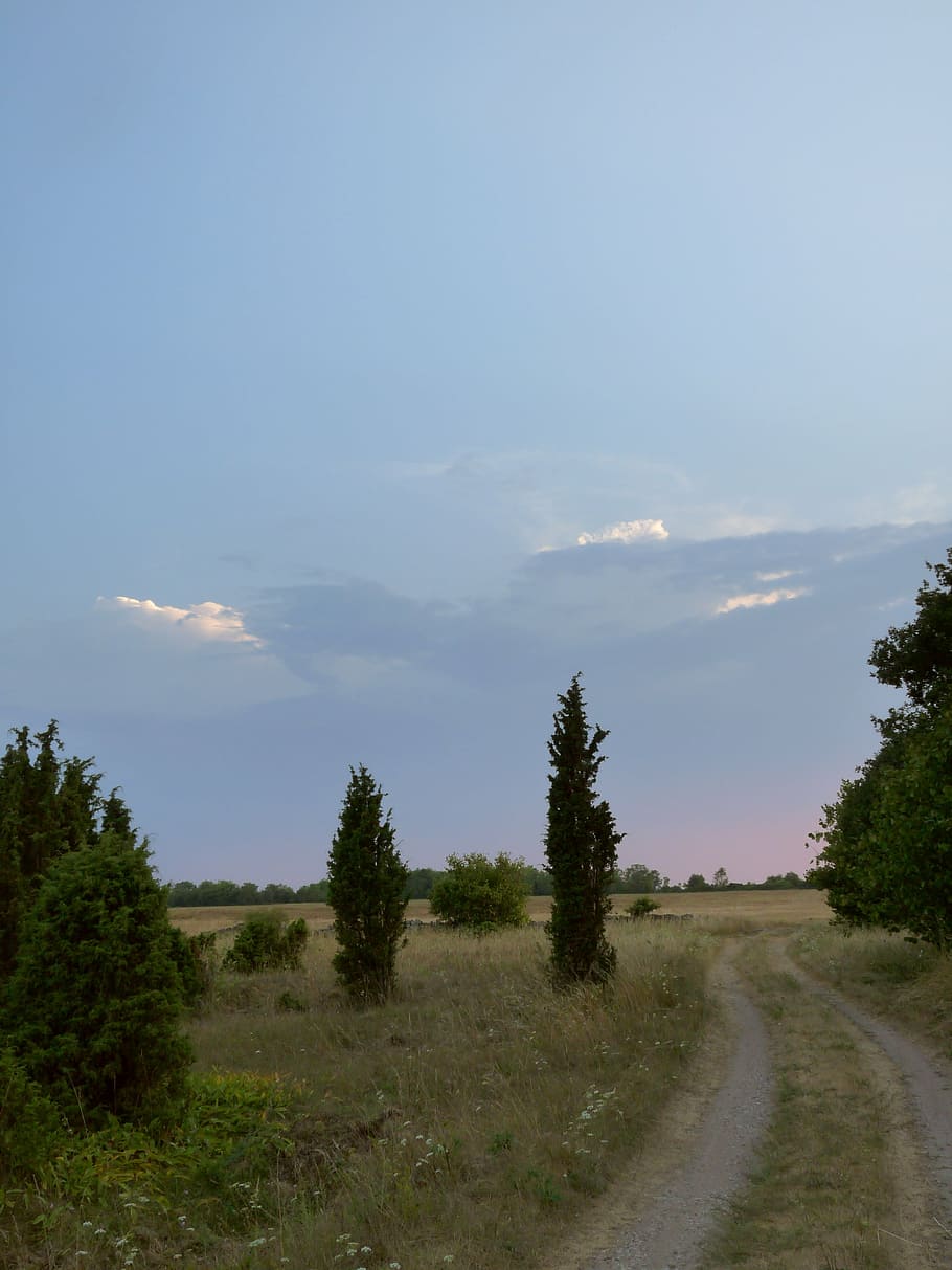 juniper, gravel road, sunset, sky, summer, estonia, saaremaa island, HD wallpaper