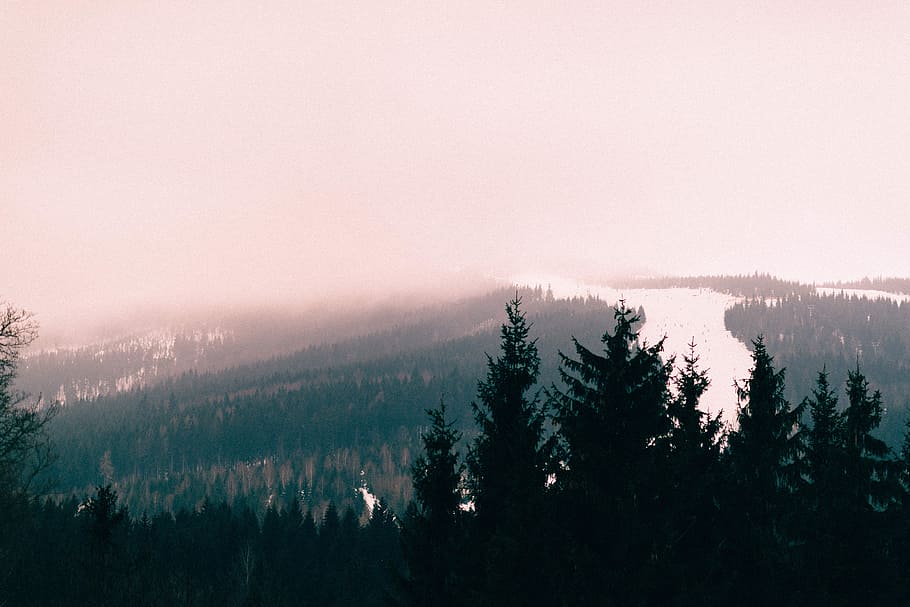 aerial photo of forest and river under cloudy sky at daytime, silhouette of trees in forest with river HD wallpaper
