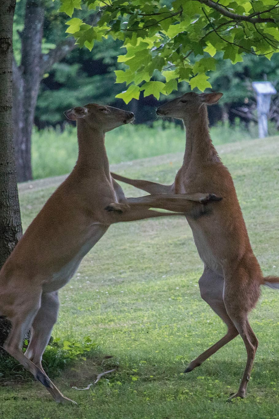 Dancing, Deer, Pennsylvania, does, wildlife, hunting, playful HD wallpaper