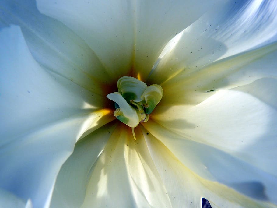 tulip, blossom, bloom, white, flora, flower, spring, flowering plant HD wallpaper