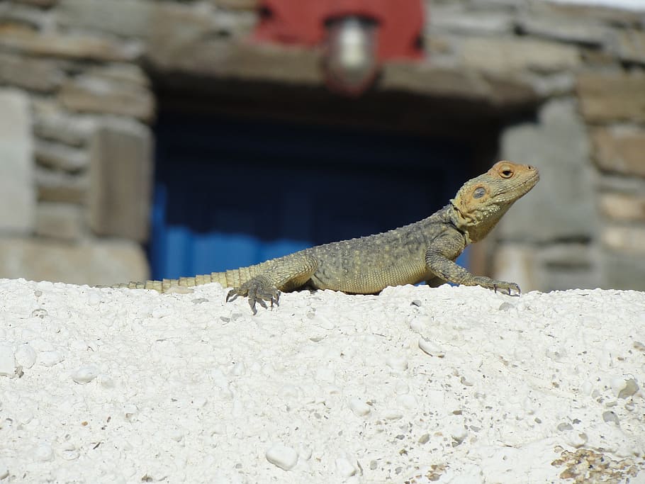 lizard, animal, bearded dragon, reptile, nature, wildlife, iguana HD wallpaper