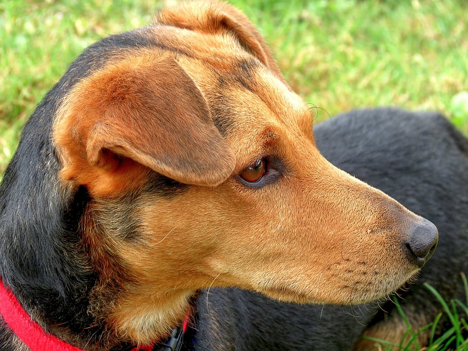 dog, hybrid, head, view, pet, animal, attention, awakened, watch HD wallpaper