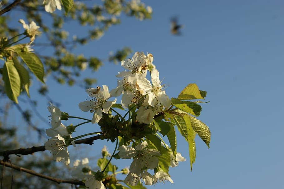 cherry blossom, spring, tree, flower, nature, japanese, season HD wallpaper